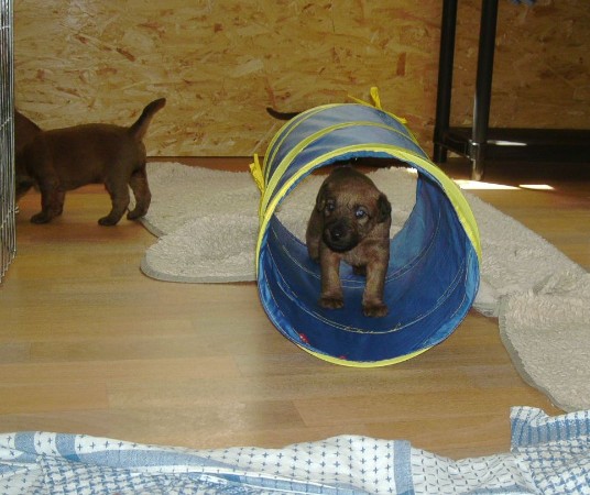 Tunnelalarm Tunnelalarm