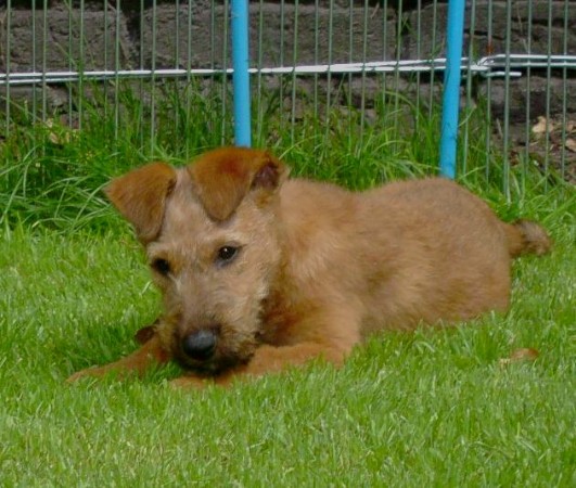 Scully 11 Wochen