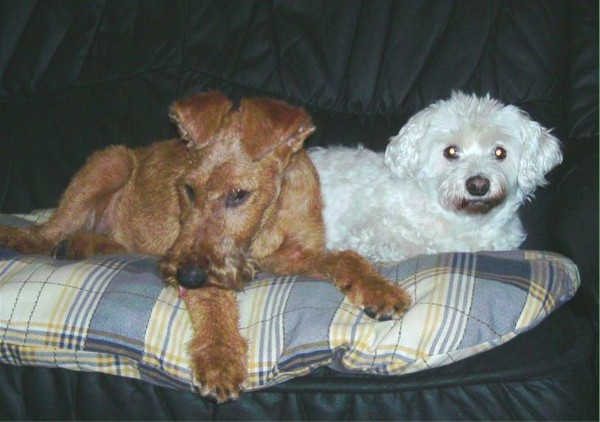 Scully 5 Monate und Linda 12 Jahre